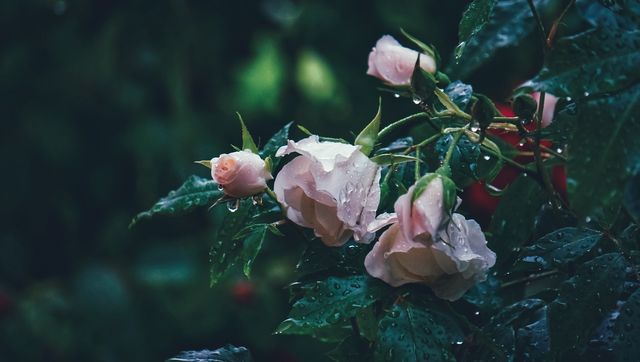 rainy day