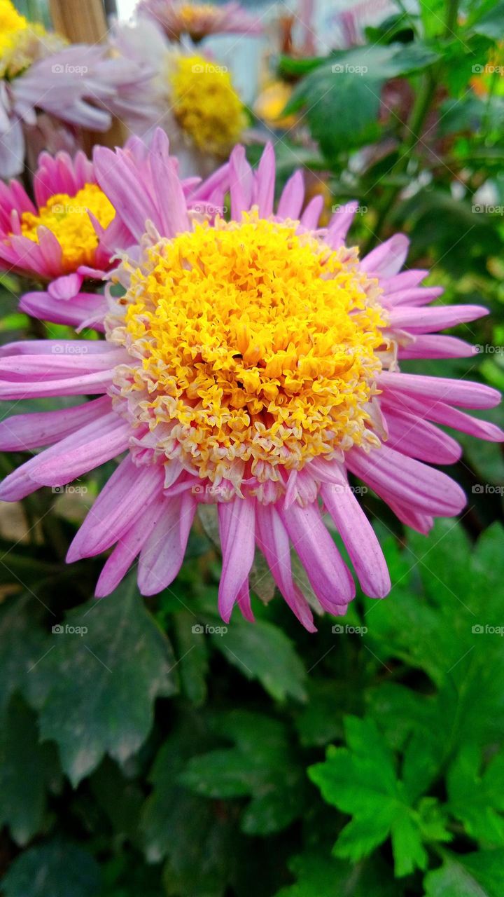 Learn to love flowers, you can love people too. - Max