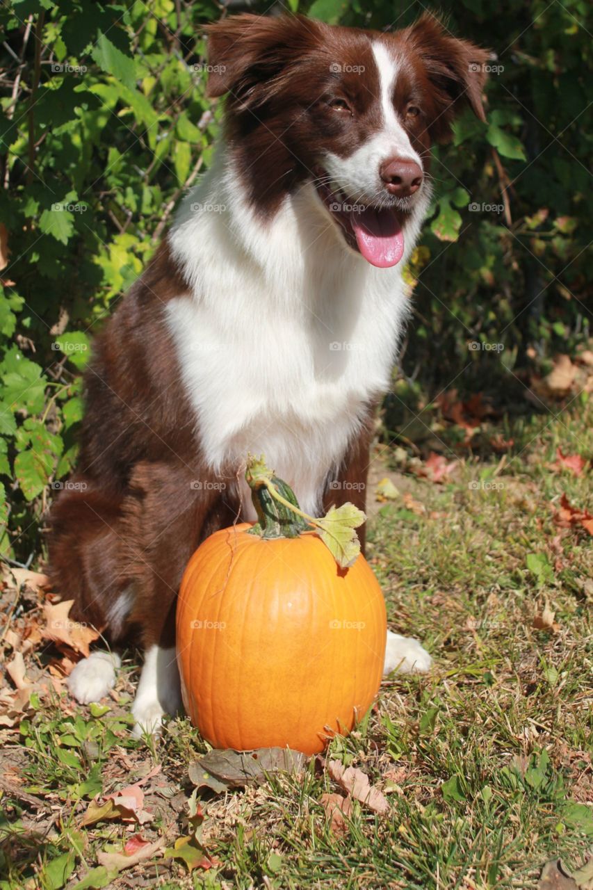 Fun fact: if your pup is having some stomach issues, pumpkin or sweet potato can help your fur friend feel better