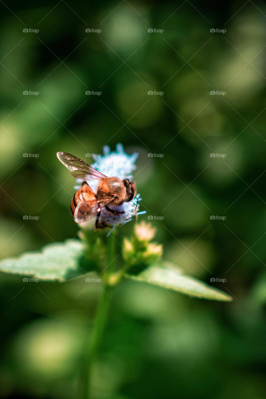 What did you hear about flower plants and bees ? well I heard about pollination