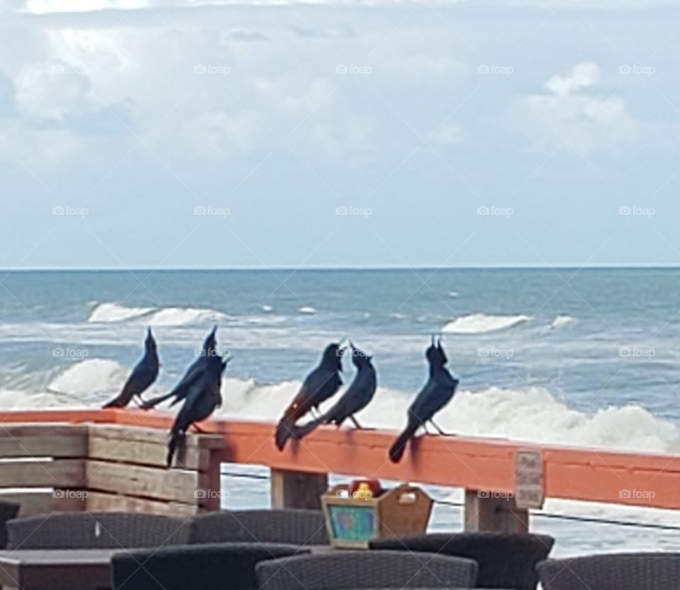 Blackbirds singing at the dead of day