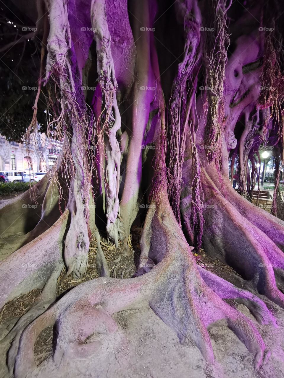 Lavender colour. Very big tree and roots.