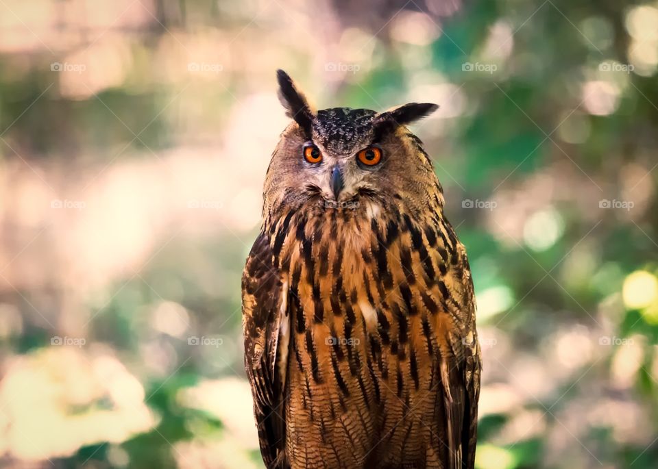 Owl looking at camera