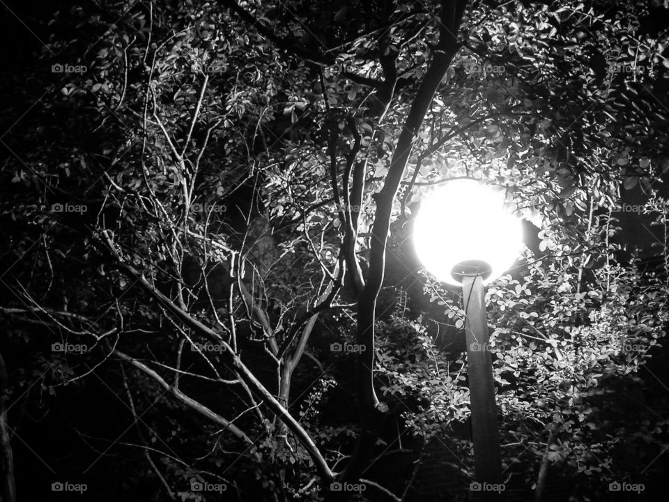 Bright Light, Dark Branches. contrasting photo of light shining in a tree