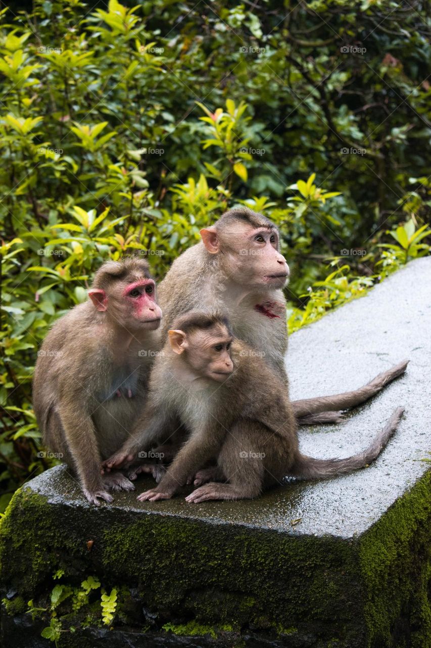 monkeys on the roadside