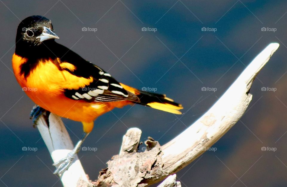 Baltimore Oriole visiting a Connecticut trail 