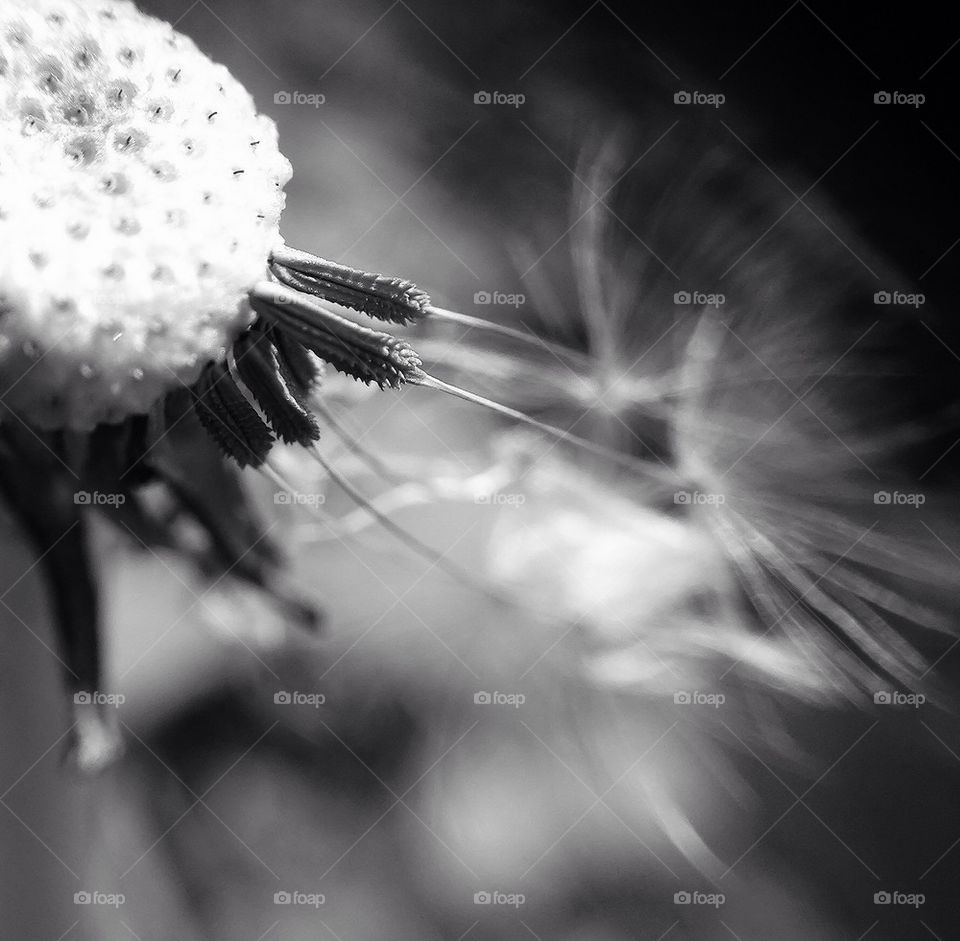 dandelion flower macro close by jayharvey