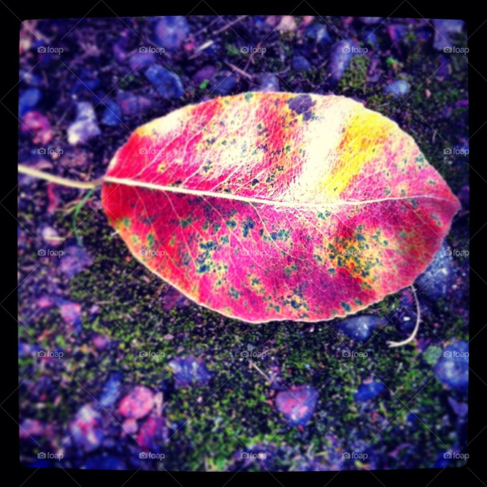 Autumn leaf