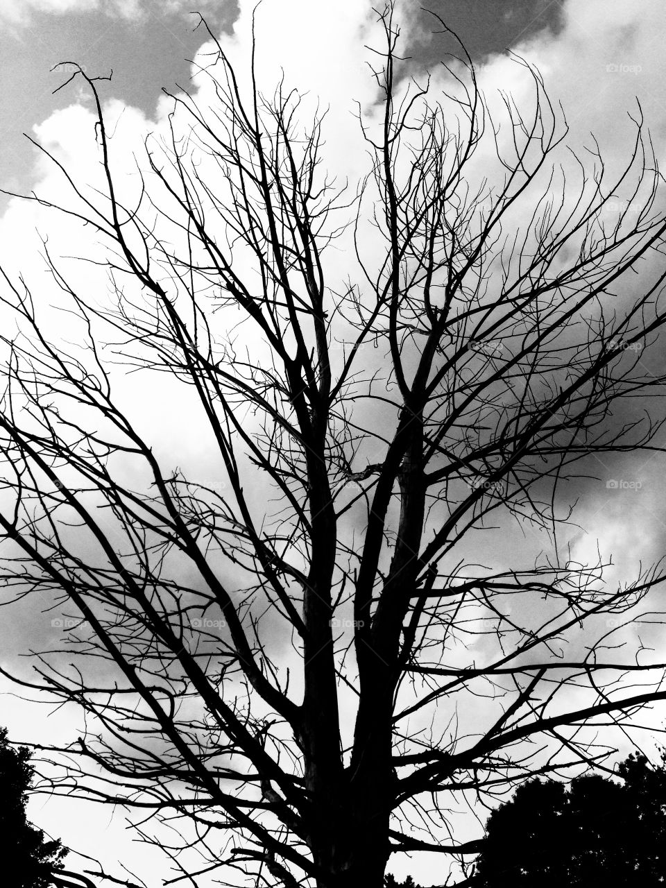 Artistic Tree. A dead tree is silhouetted against puffy clouds. 