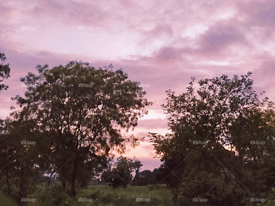 natural sun set and tree