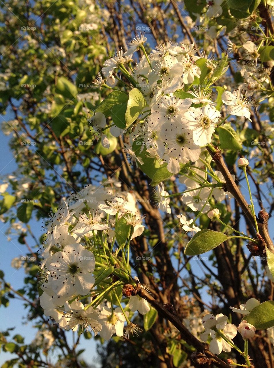 Flowering trees