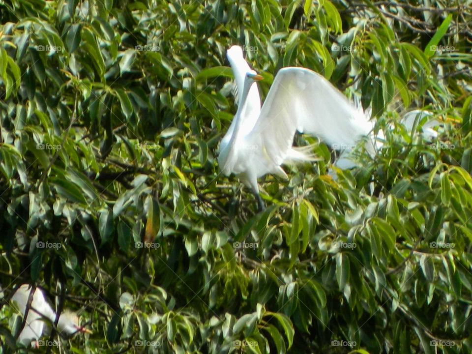 White heron