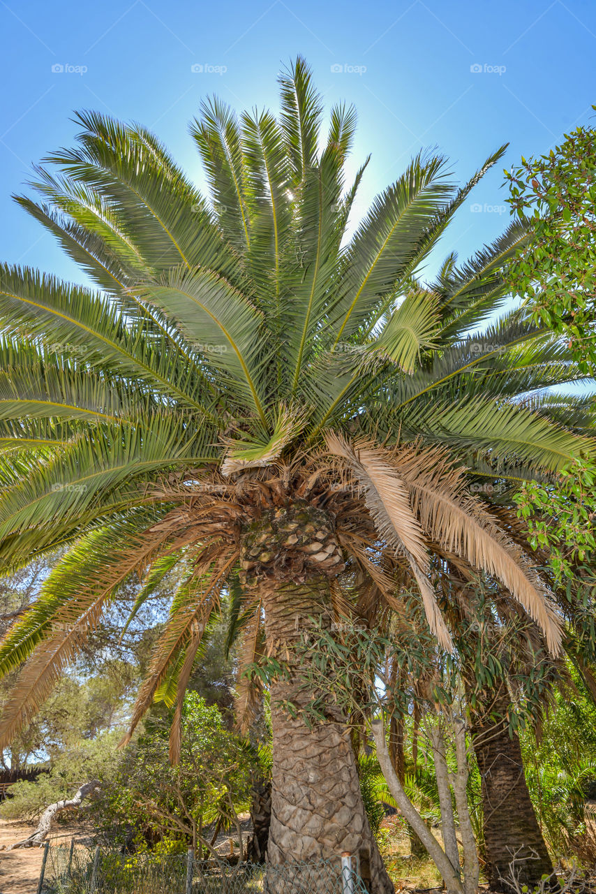 Palm tree in ibiza