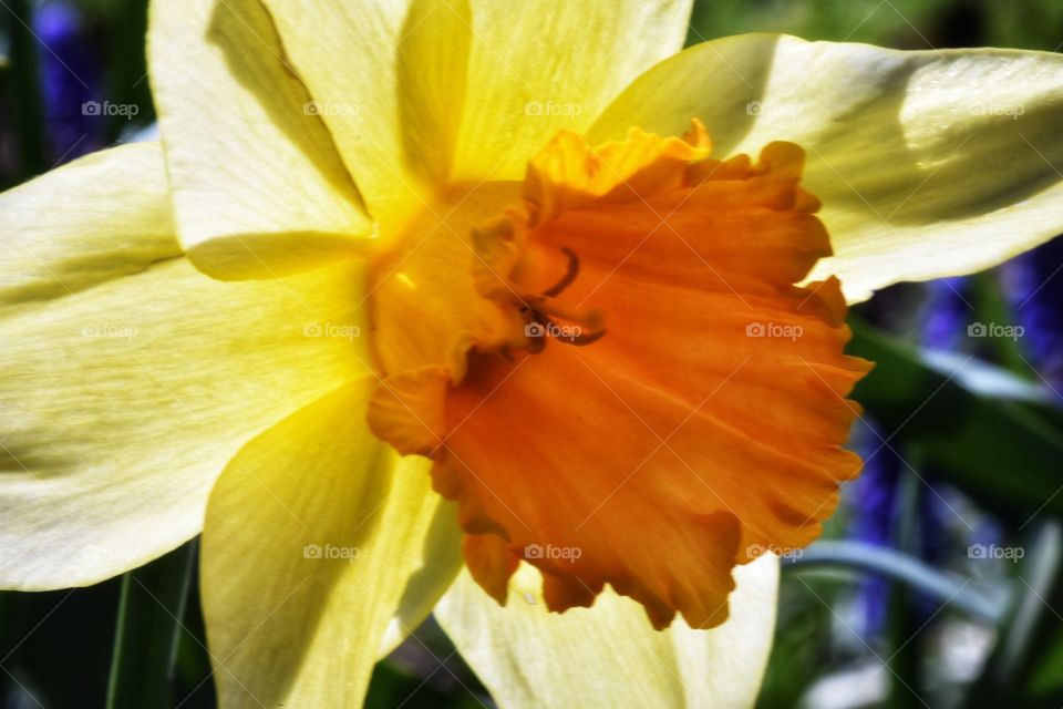 Daffy daffodils