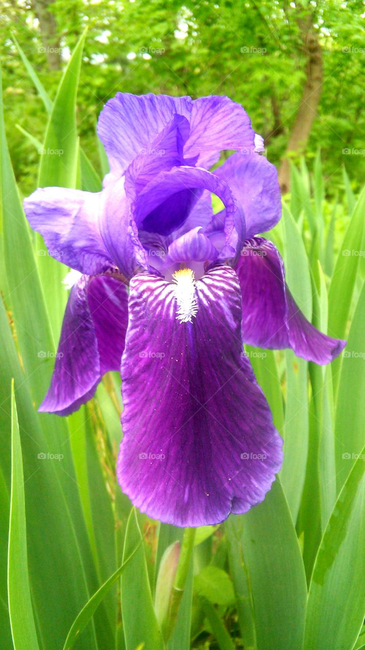 Nature, Flower, Flora, Summer, Leaf