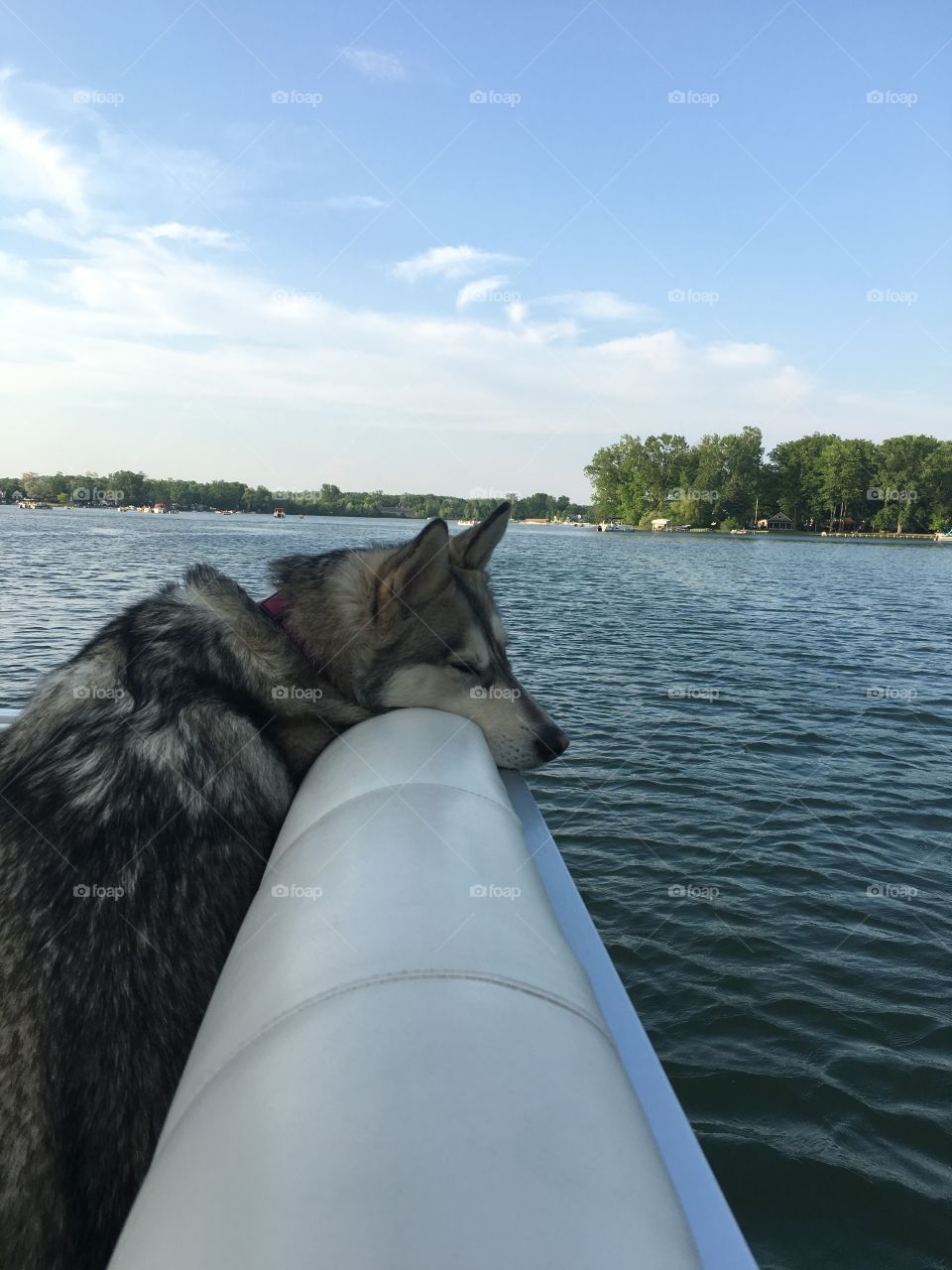 Lilly did not feel like swimming! Took a nap on the boat instead 