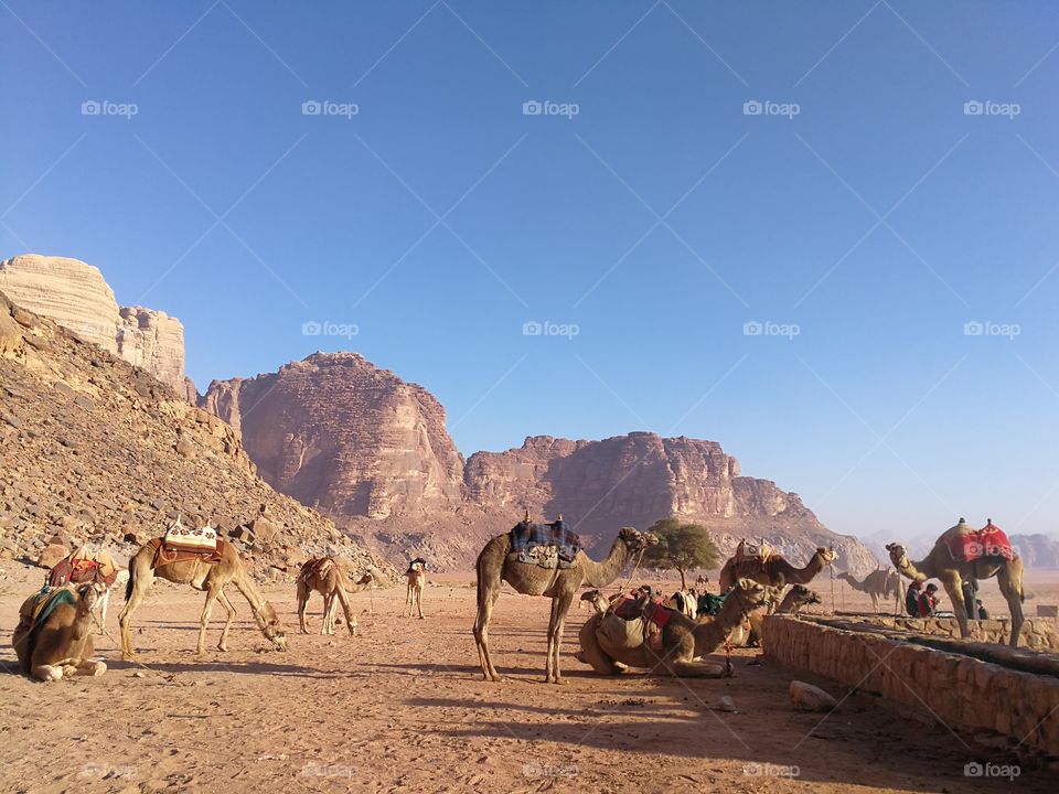 Camels in Wadi rum