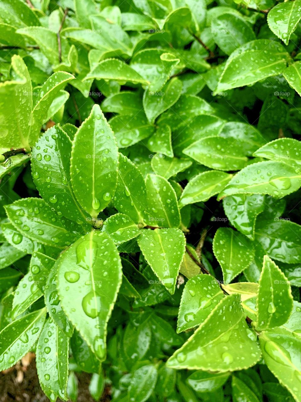 Camellia leaves 