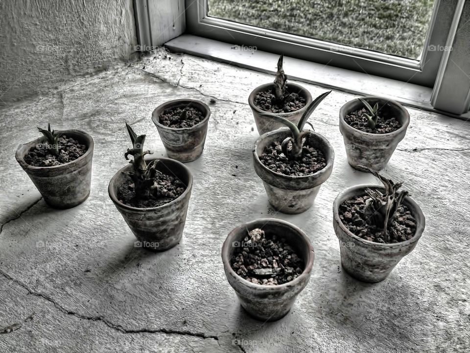 pots in a window