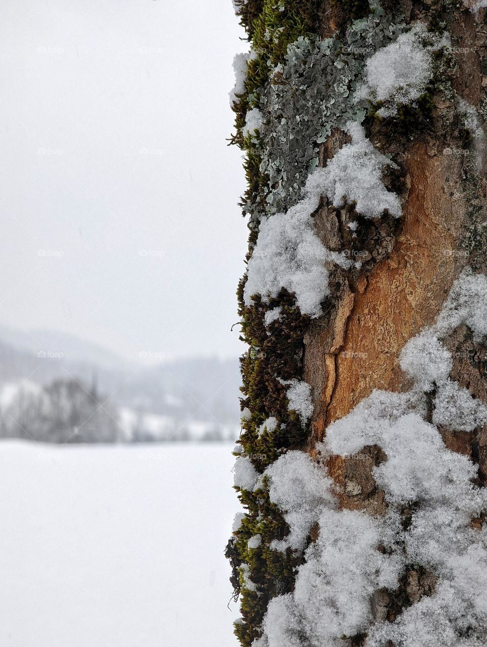 Bark of a tree covered with snow