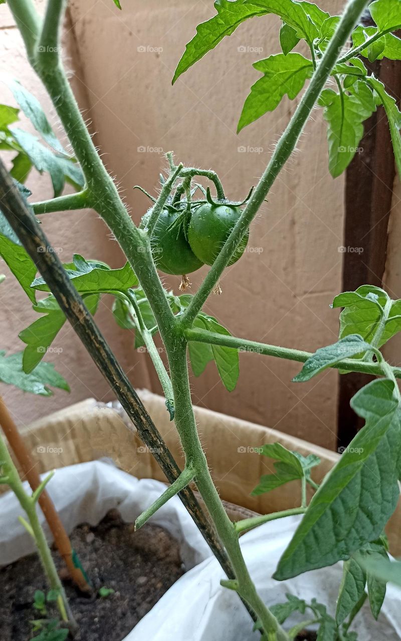 homemade harvest green tomatoes love green 💚