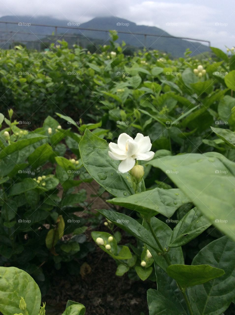 Jasmine flower. jasmine flowers growing in the green mountain, ready to be picked for making jasmine tea