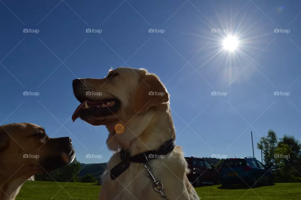 Sun dogs 