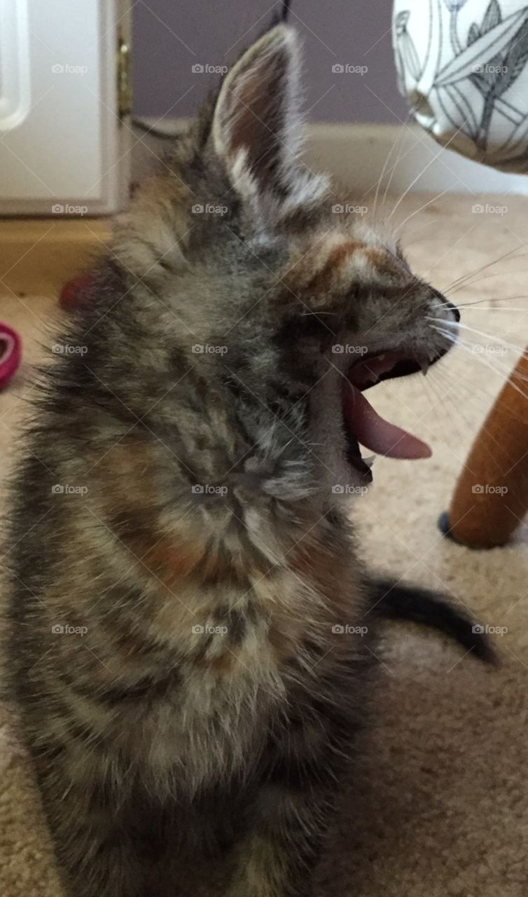 Roar. She's so ferocious! 