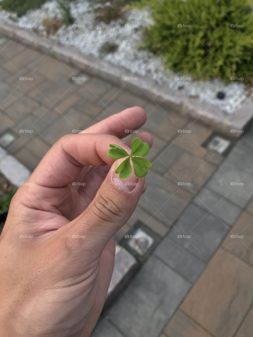Four leaf clover found by my little sister