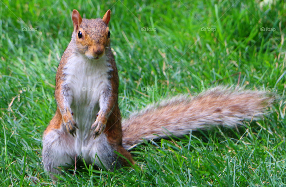 Portrait of squirrel