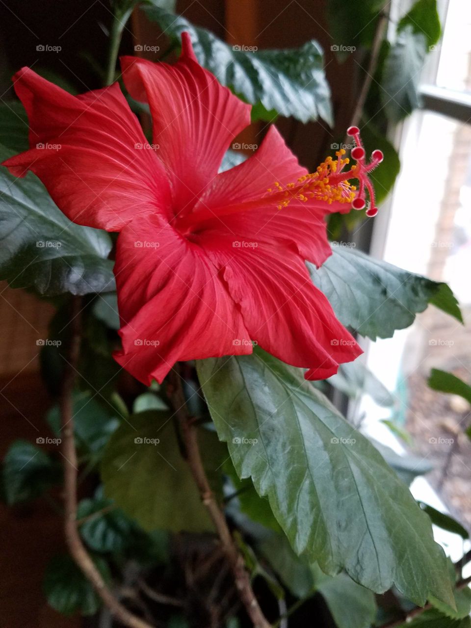 Flower growing inside