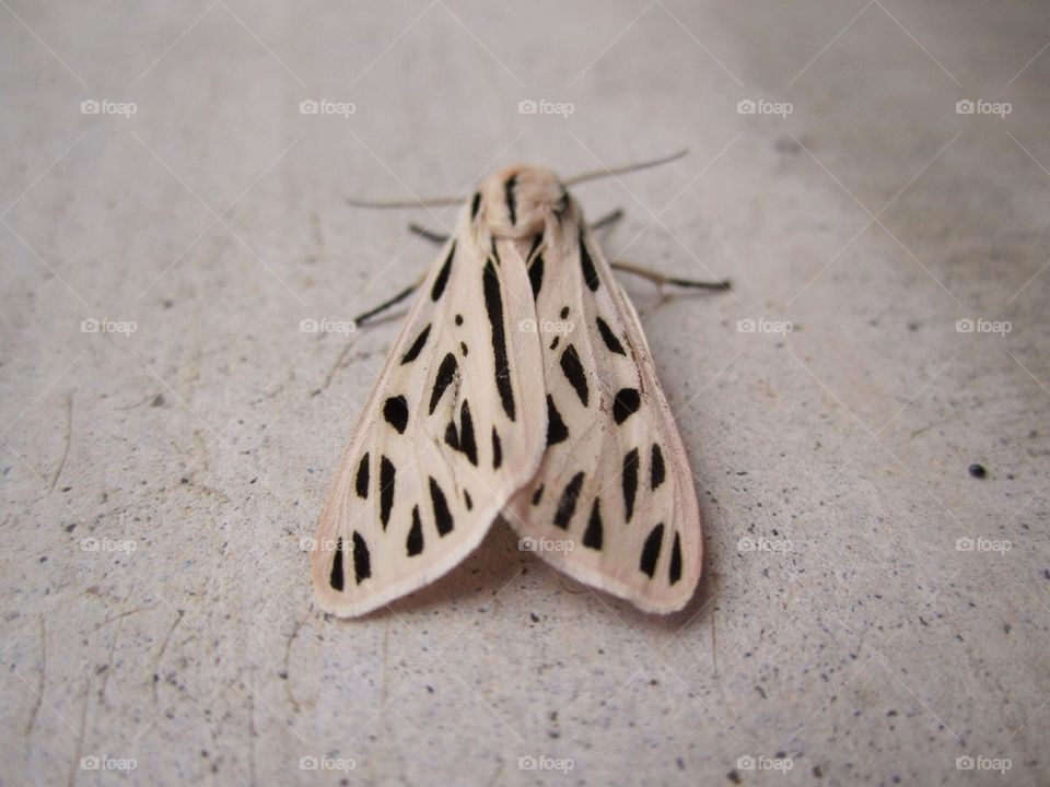 Moth