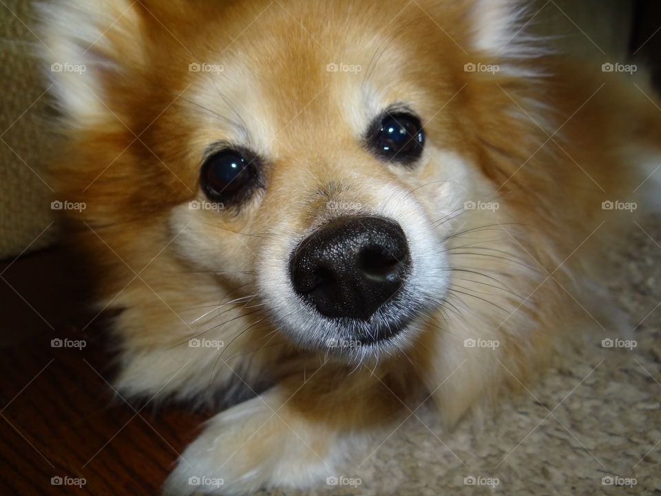 Chopper up close . My Pomeranian looking into the camera lens. 