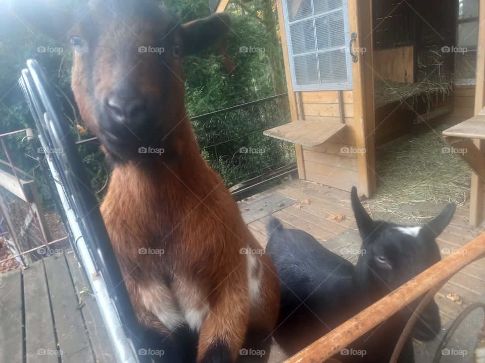 two goats by the fence