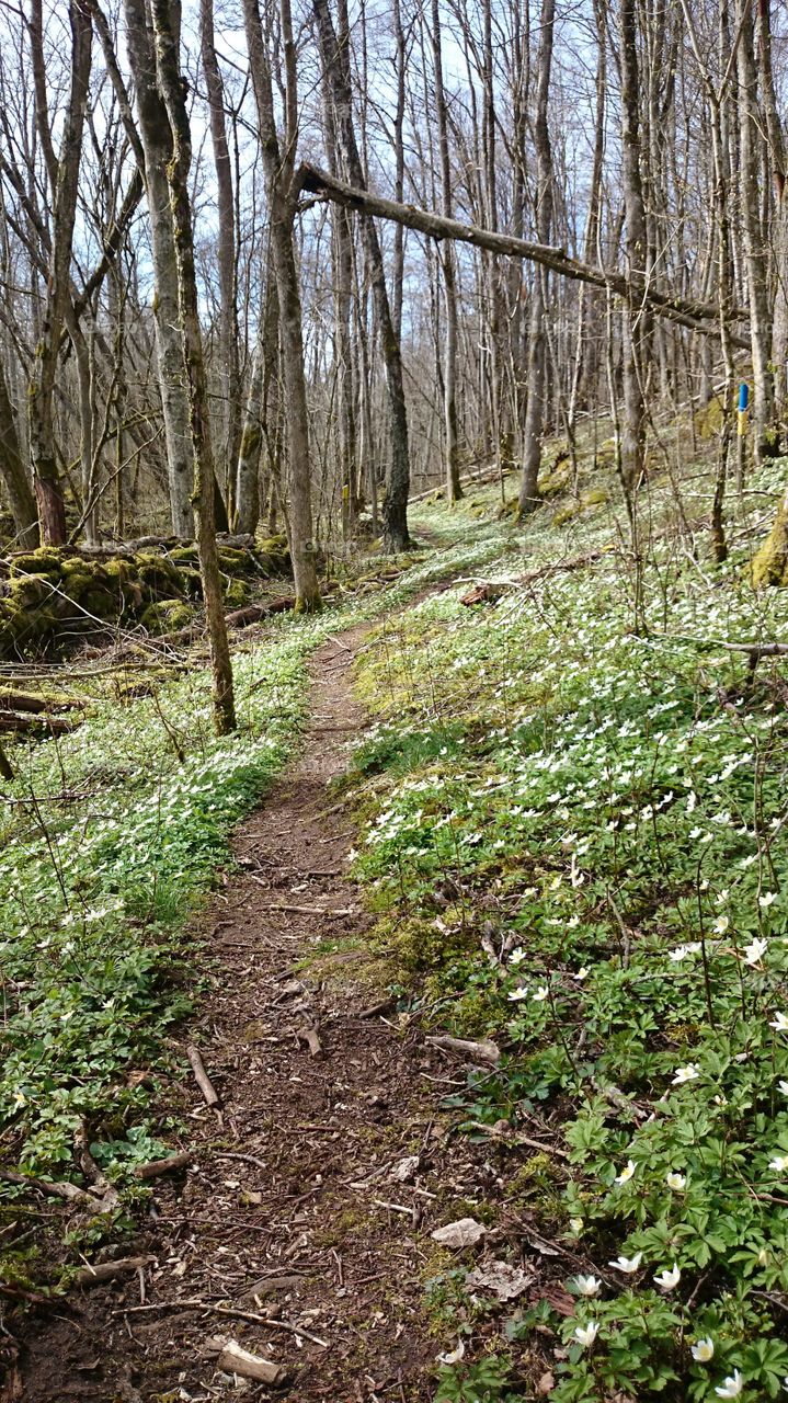 Forest in springtime, Sweden