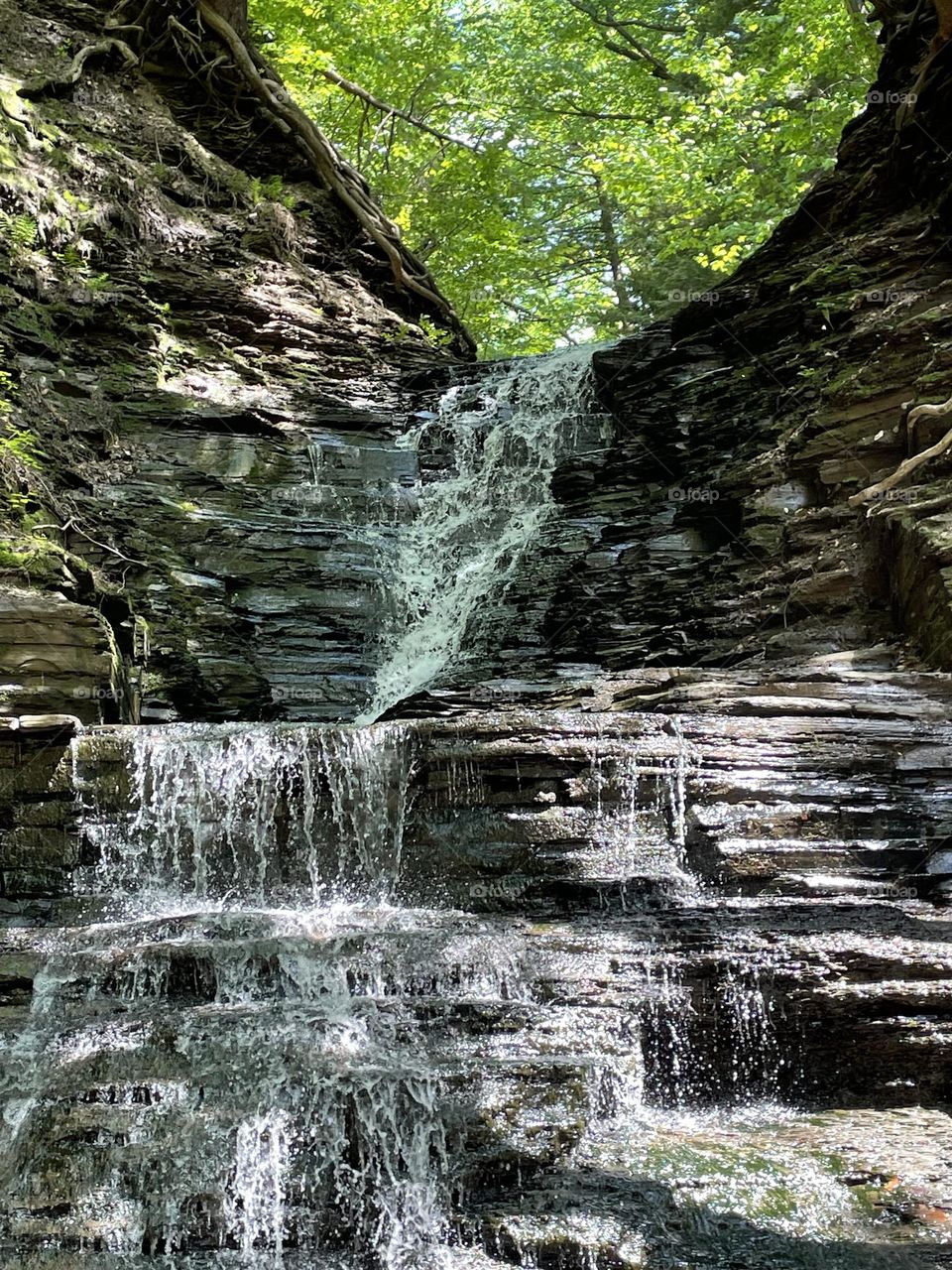 Eternal, flame chestnut, ridge state park, New York