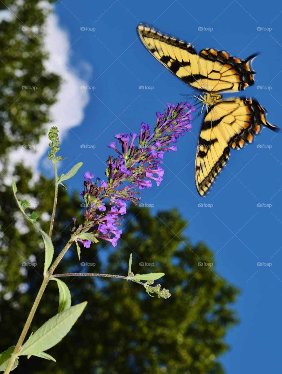 Butterflies