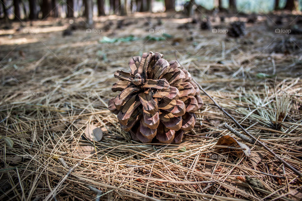 fallen pine cone