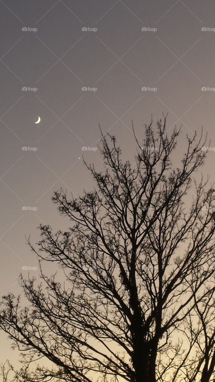 Moon  & Lone Star behind Tree
