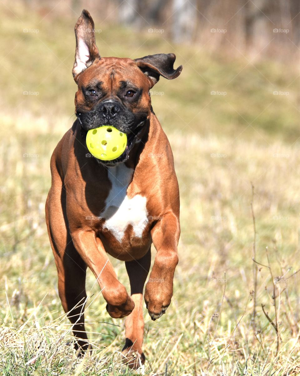 Boxer running through a field with a wiggle ball in his mouth, ears flapping in the wind