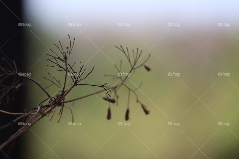 Dried up flower branches with macro background.