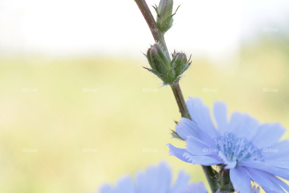 Beetle, flowers, macro, purple flower, flower in the corner, summer, nature, grass, background green,