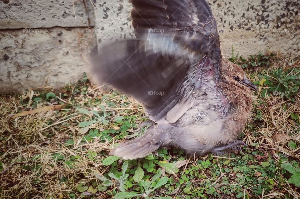 Capture moment of young dove moving wings