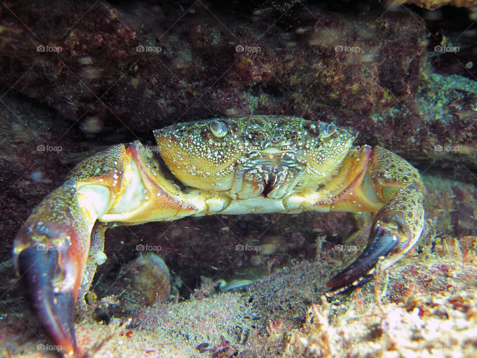 Warty crab