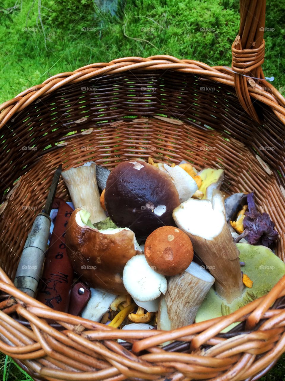 Mushrooms in a basket