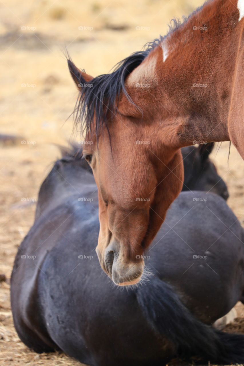 Wild American Mustangs; wild horses closeup, laying down, curious 