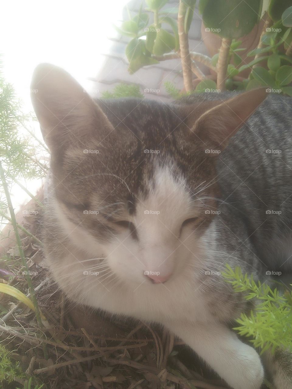 Beautiful cat looking at camera