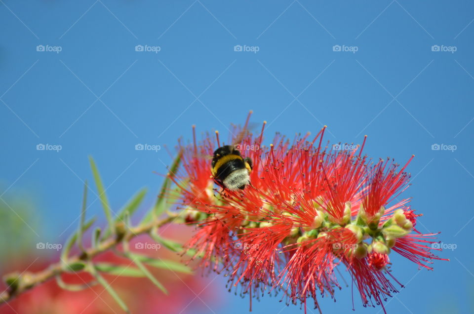 Bee pollinating on flower