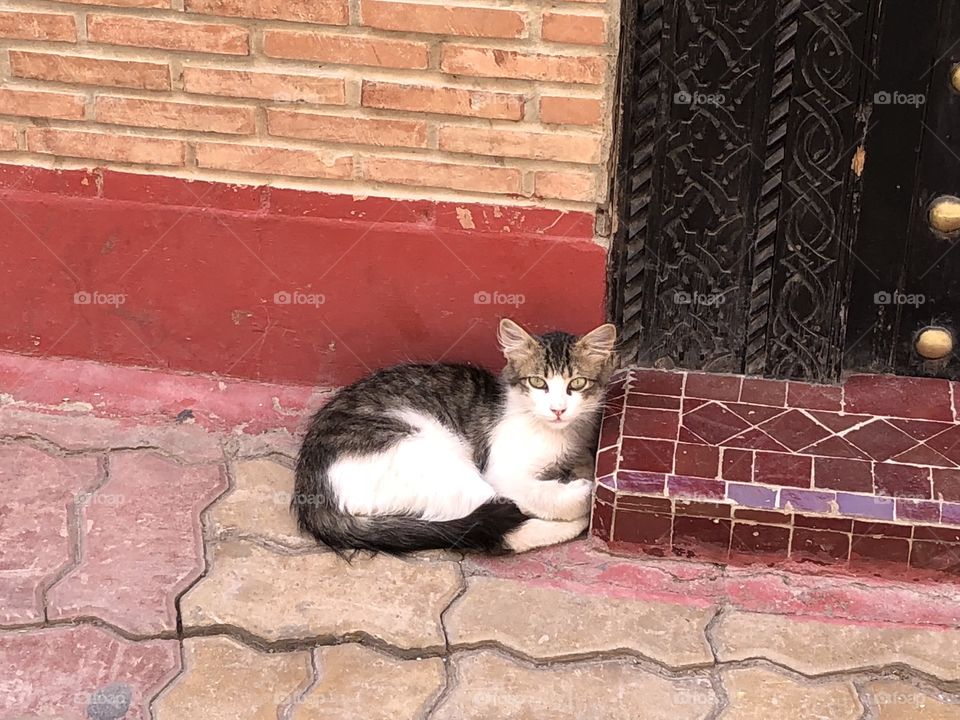 Cat from Marrakech 