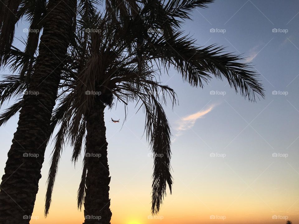 The palm tree and beautiful sunset 